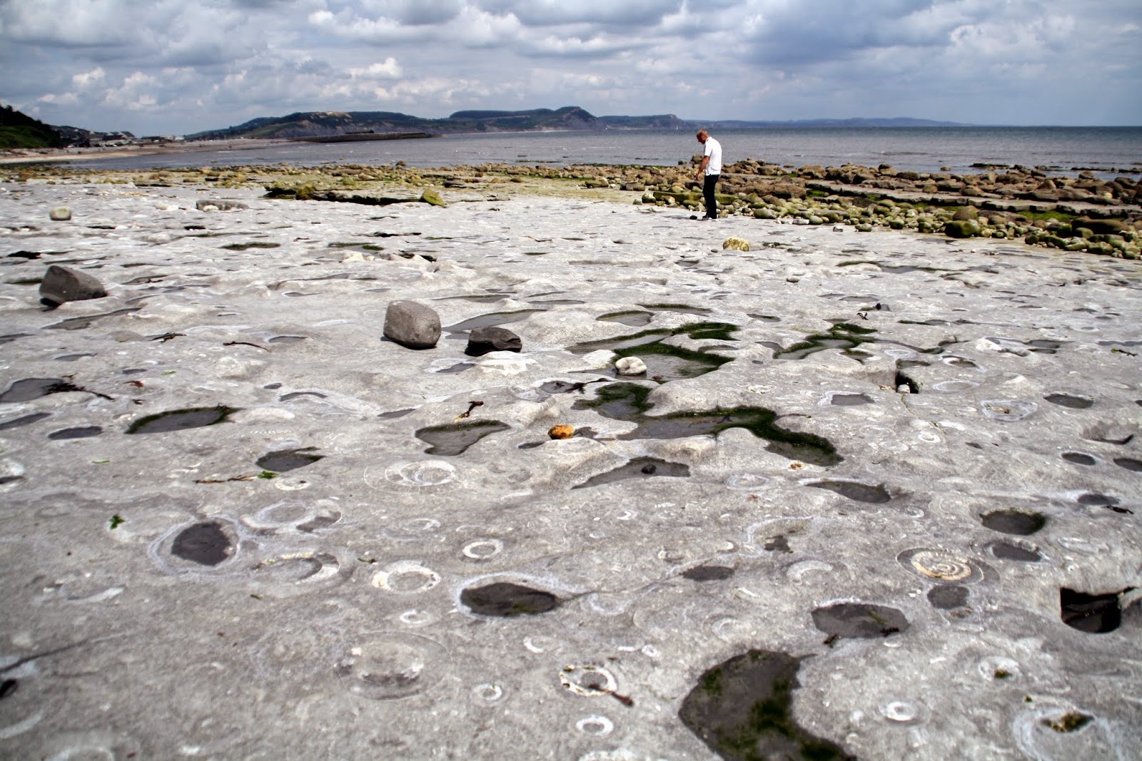 Rudolf's Blog Fossil Hunting in Lyme Regis, Dorset