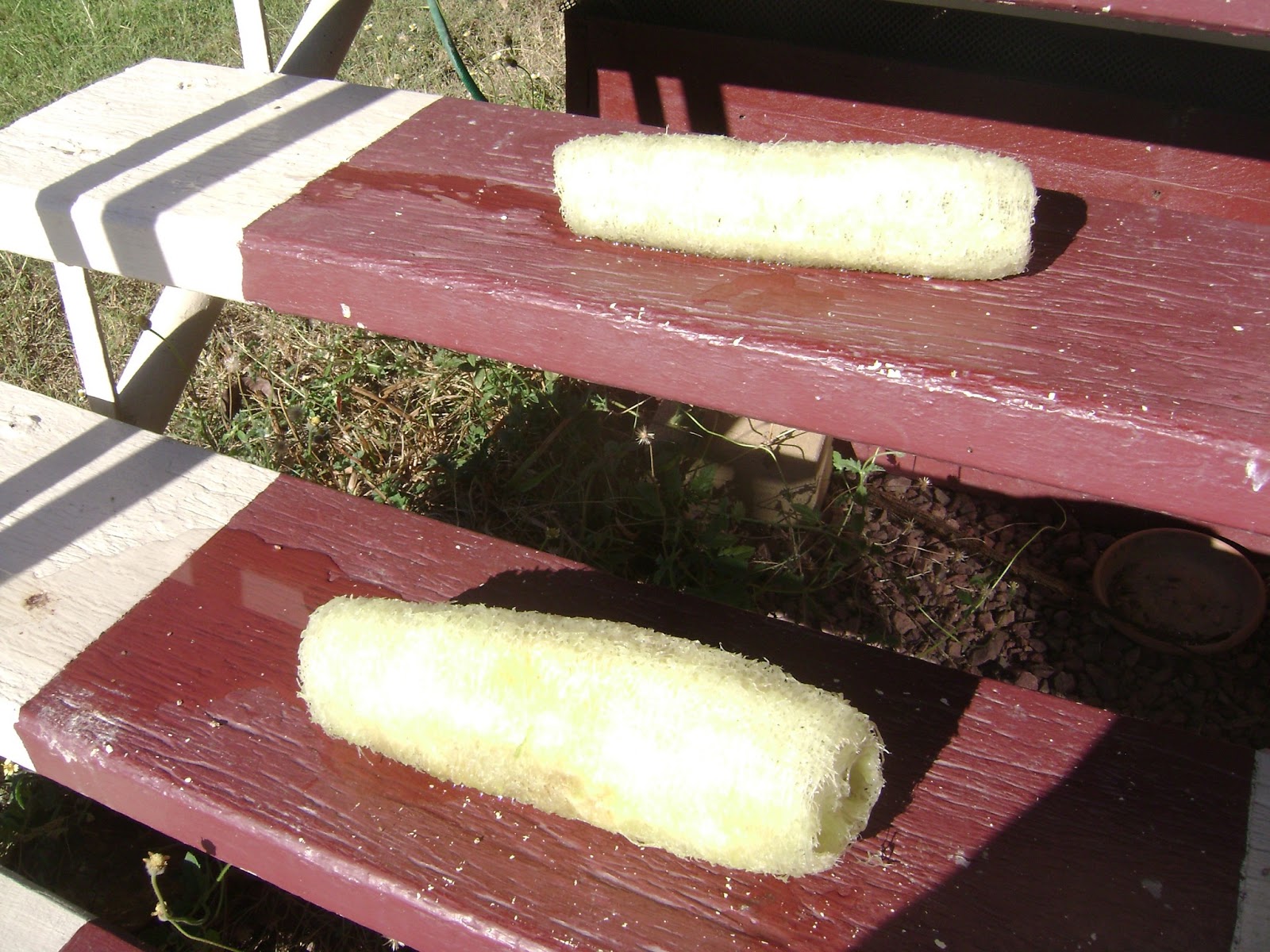 the tropical vegan DIY Sponges