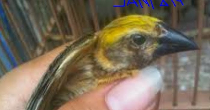 Membedakan Burung Manyar Jantan Dan Betina Panduan Burung