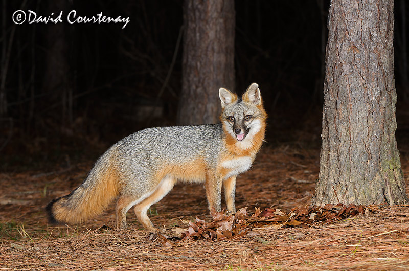 Wildlife Photography across the Water Nikon D7000 for sale