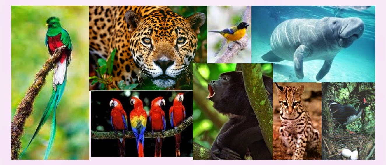 tormentas tropicales