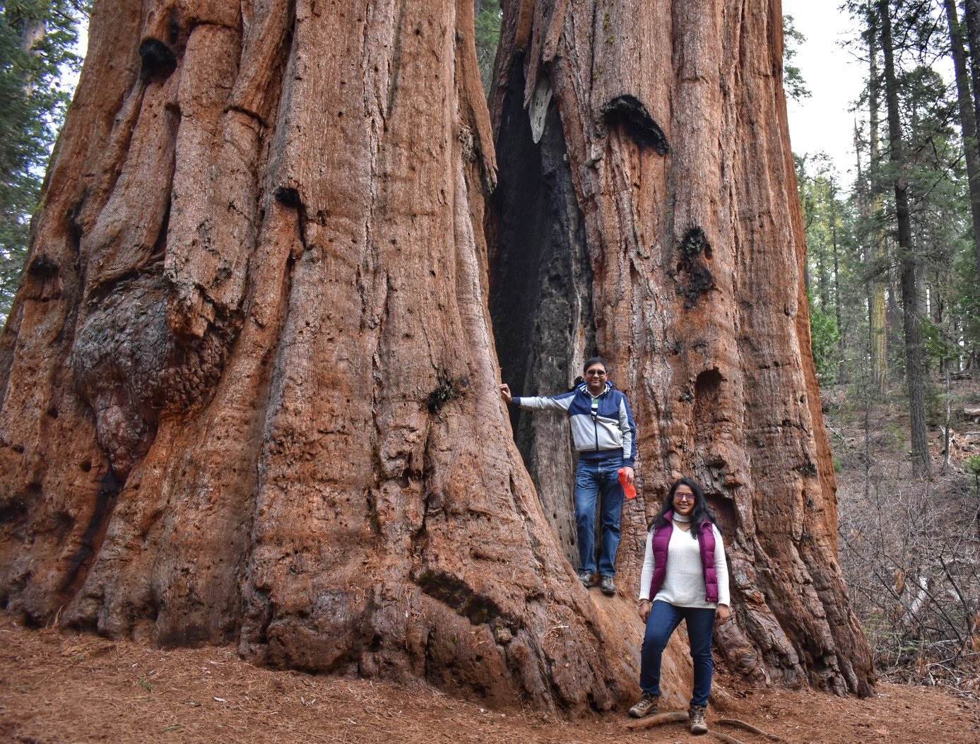Calaveras Big Trees State Park Where we truly belong