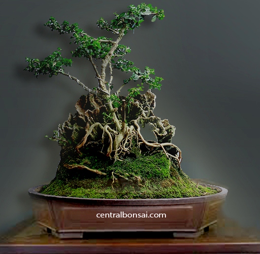 Pentingnya Wadah Tanam Bonsai