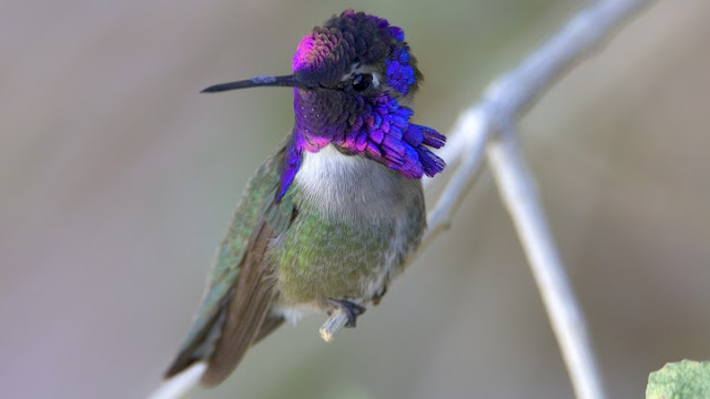 Synchronisation Of Speed, Sound And Iridescent Colour In A Hummingbird Aerial Courtship Dive