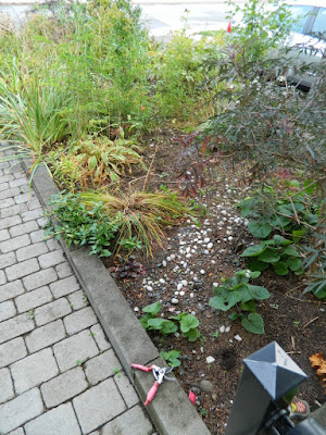 Toronto Fall Clean up Bedford Park Front Garden before by Paul Jung Gardening Services Toronto Fall Clean up Bedford Park Front Garden before by Paul Jung Gardening Services