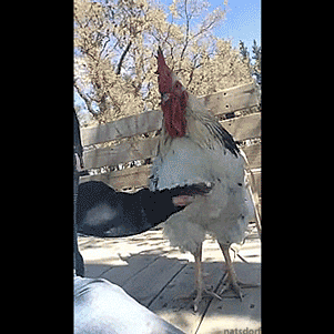 Funny animal gifs - part 254, best animal gif, funniest animal gif