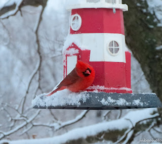 male Northern Cardinal on lighthouse feeder in the snow photo by mbgphoto