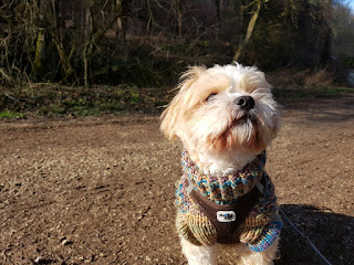 Schone Aussichten Fur Hunde 10 Merkmale Dass Ein Hund