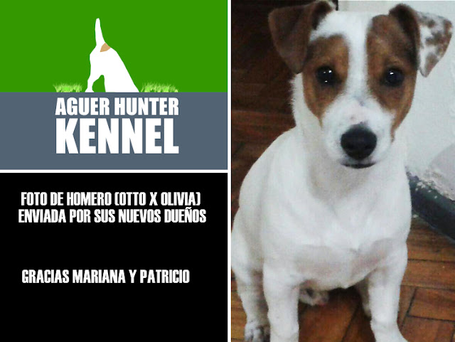 Criadero de Jack Russell Terrier Aguer Hunter