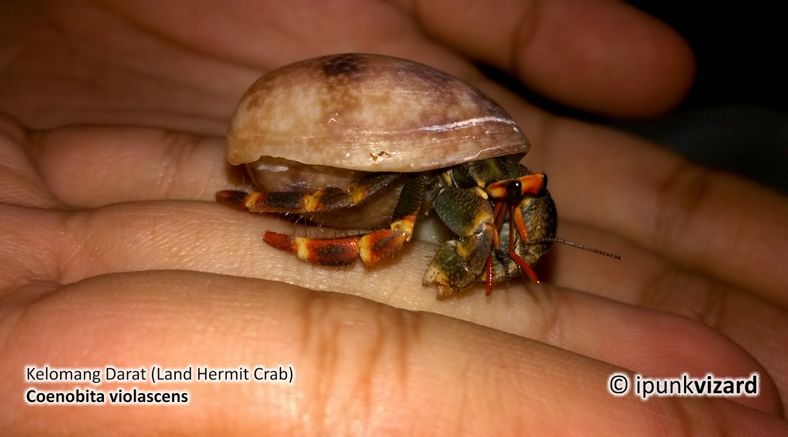 How to tell a hermit crabs gender