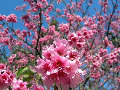 Cara Membuat Efek Bunga Sakura Berguguran Di Blog Berbagi Lewat