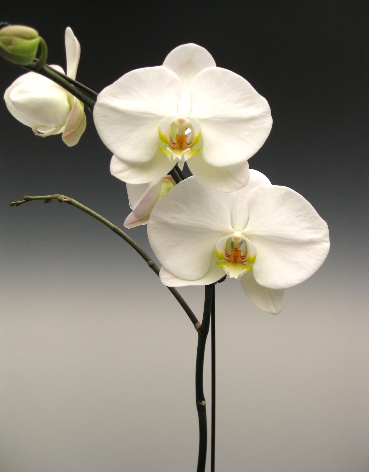 Orchid Plants White Phalaenopsis Orchidaceous! Orchid Blog