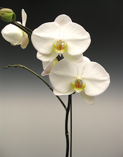 white phalaenopsis orchid plant orchid flowers