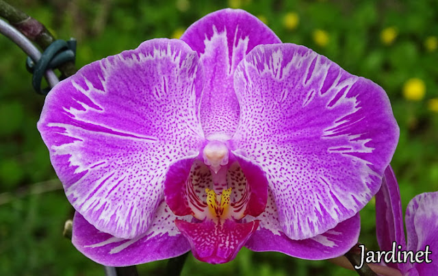 Como cultivar orquídea - Fertilizante foliar forth orquídeas