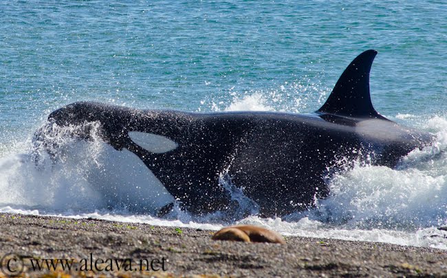 Orca whales season in Punta Norte