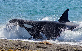 Orca atacando en el canal de ataque en Punta Norte