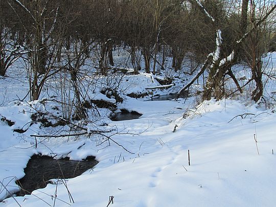 Świerzówka. Świerzówka.