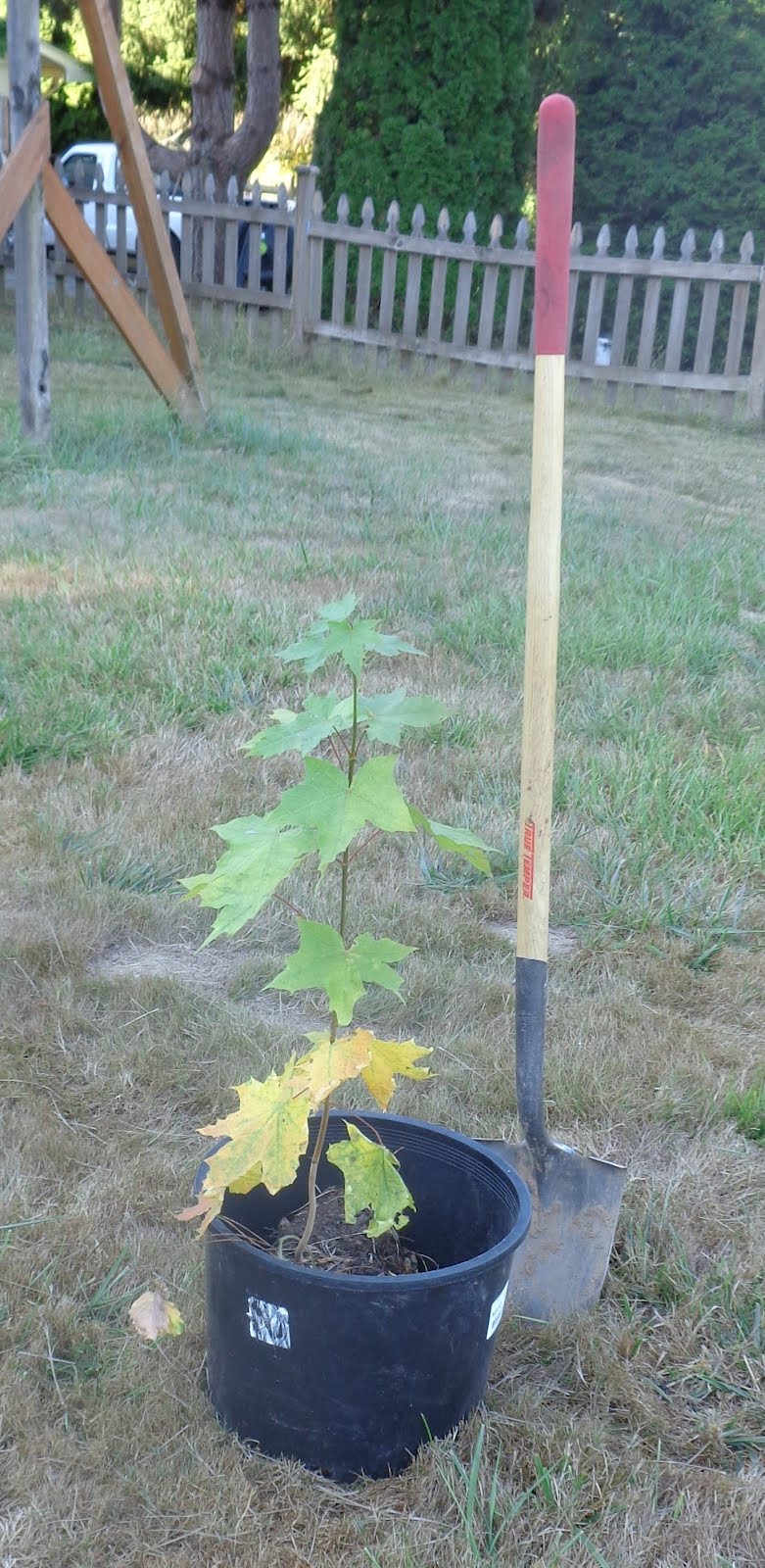 Daniel's Pacific NW Garden Moving a young, volunteer maple tree