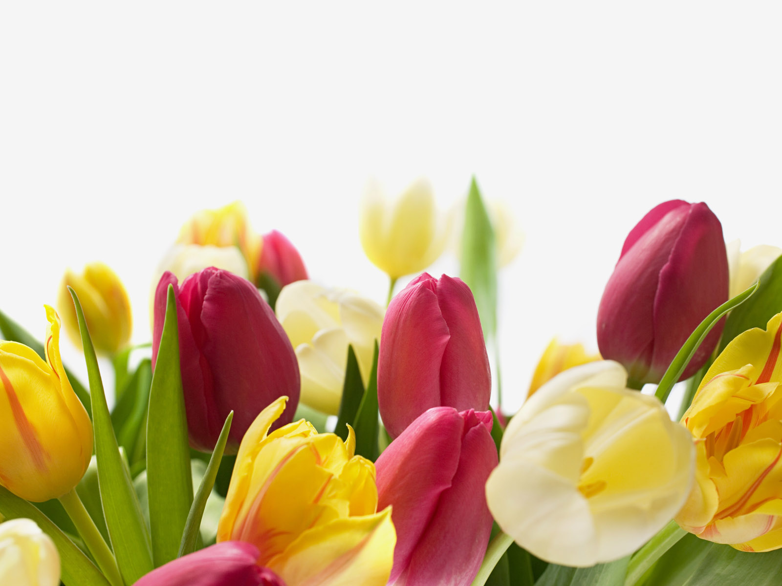 Easter+spring+tulips.jpg