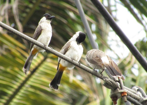 Mengetahui Tempat Sarang Burung Kutilang Di Alam Liar Kicau Mania