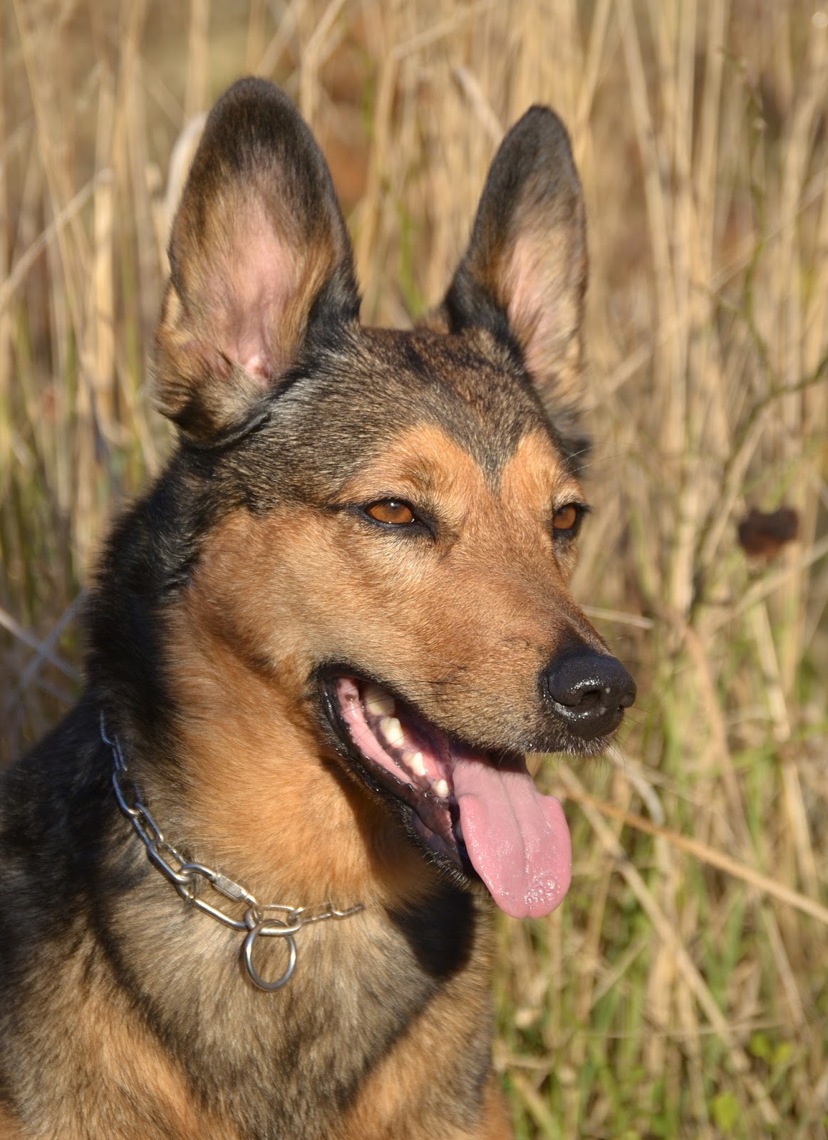 Das "Lustige Mischlingsraten" November