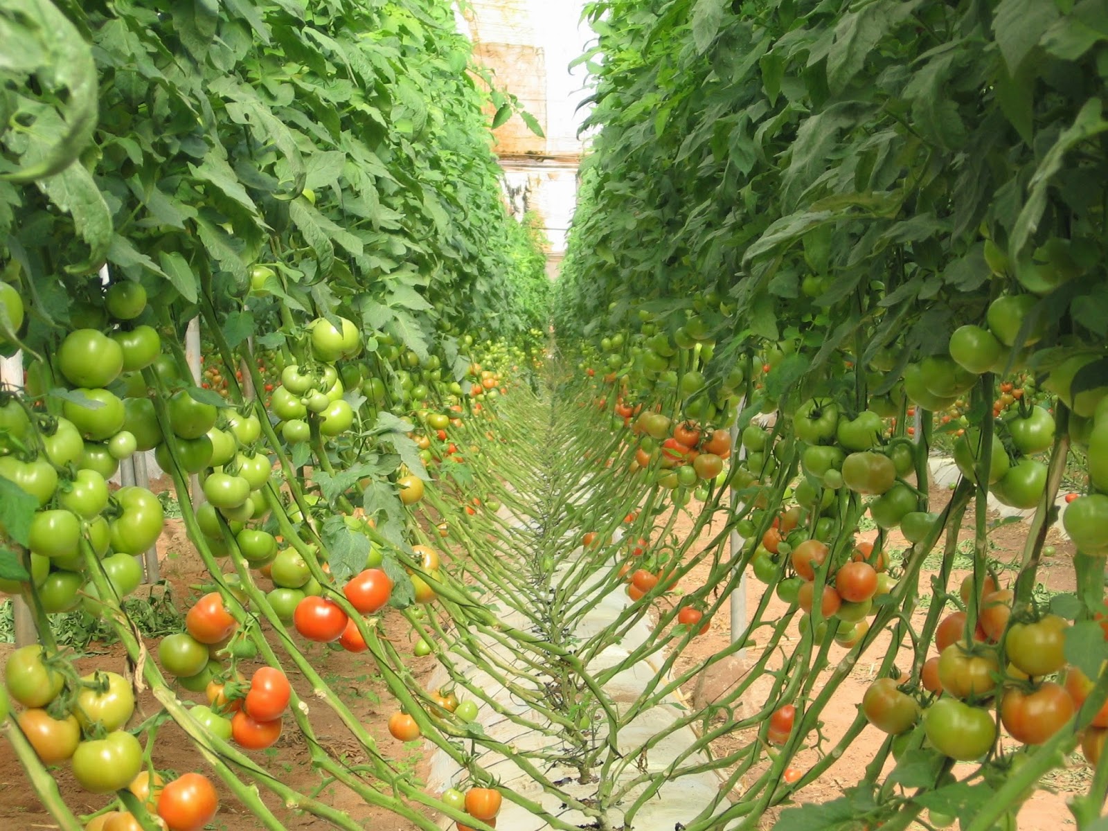 agrisouss La culture de tomate sous abri