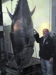 Man catches 881-pound tuna, seized by feds