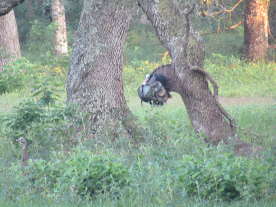 Tom Turkey Canon SX410 IS Camera www.sewplus.blogspot.com