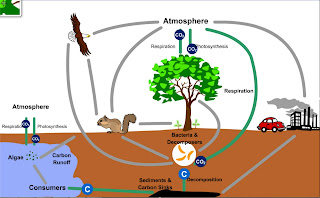 animasi siklus karbon | biologipedia