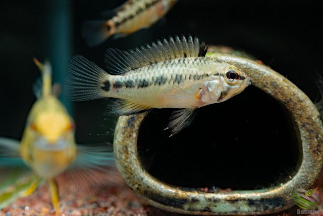 Apistogramma sp. Pacman from rio guaviare