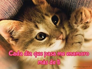 Imagenes de Amor Tiernas de Animales-Imagenes de amor Imagenes de Amor