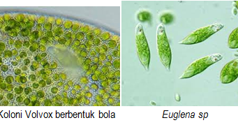 Jenis protista yang mirip tumbuhan adalah