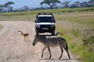 o zebra si o caprioara pe un drum circulat