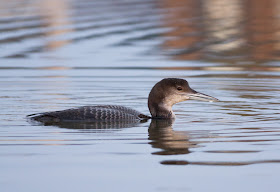 Great Northern Diver - West Kirby Marine Lake, Wirral