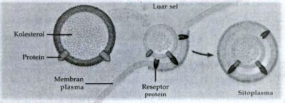 endositosis bantuan reseptor endositosis bantuan reseptor