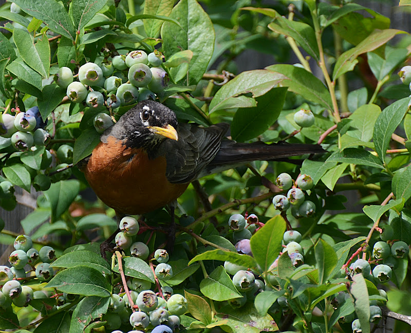 Oregon Backyard Birds, etc. A Bird Way to Eat a Delicious Blueberry
