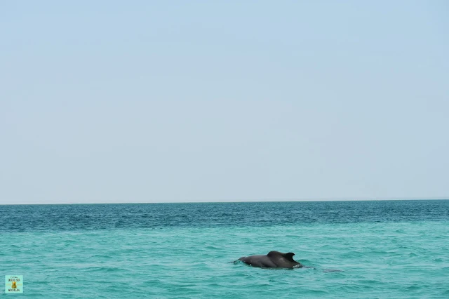 Delfín jorobado en Mozambique