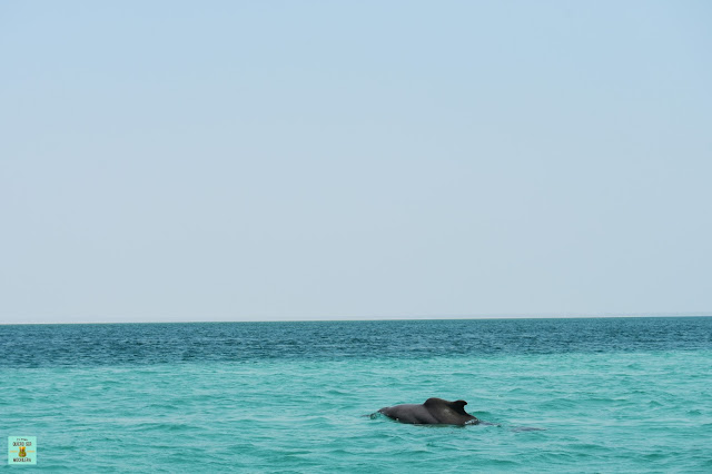 Delfín jorobado en Mozambique