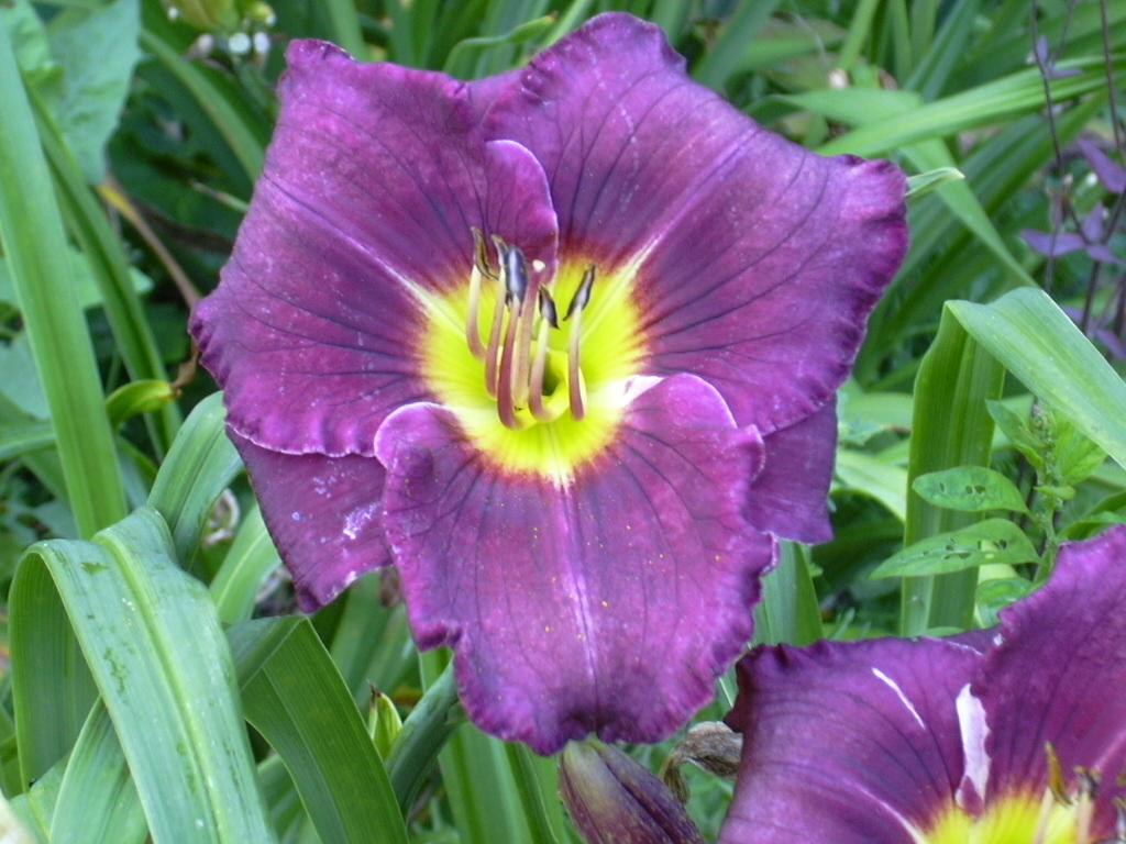 Flowers & Planets: ambrosia flower