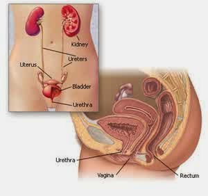 cystitis or urethritis cystitis or urethritis