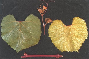 RootstockSA 1103 PAULSEN