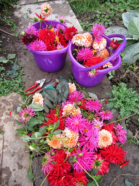 Deadheading dahlias prolongs their flowering period and gives bucketsful of blooms