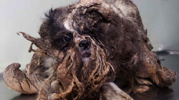 Este SHIH TZU foi abandonado em meio aos pelos, e teve uma transformação incrível…