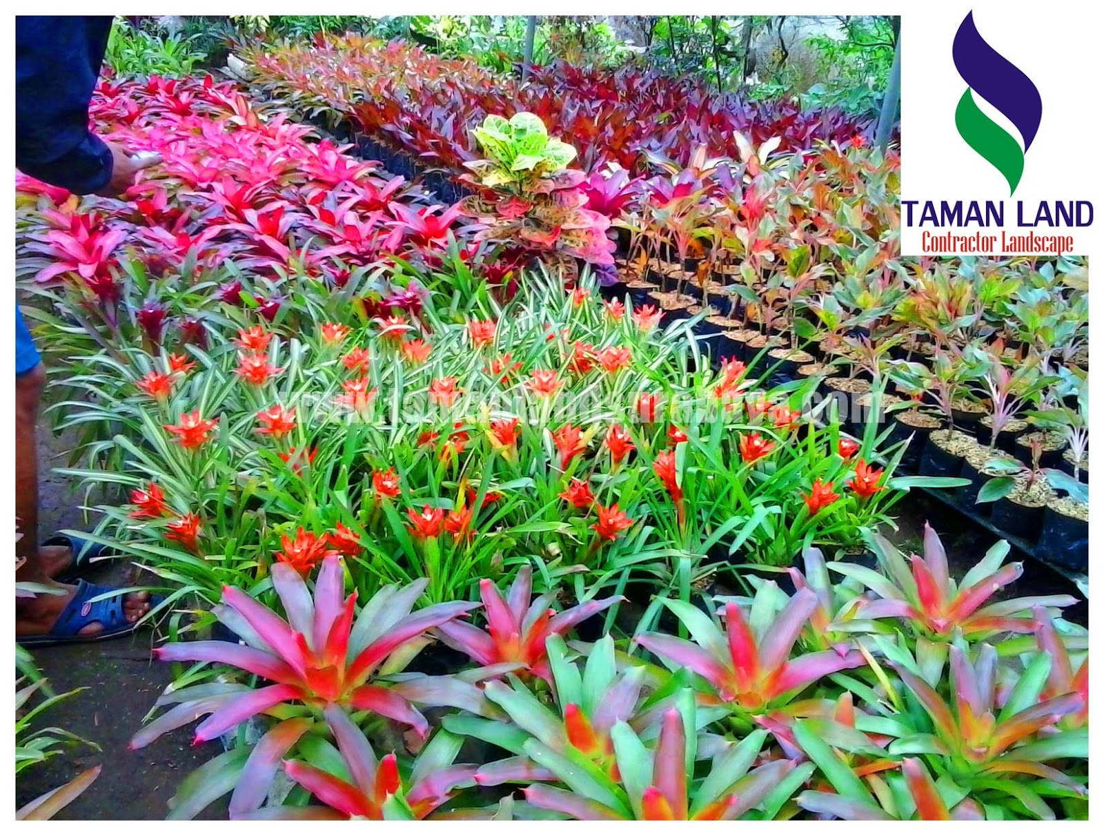 8 Jenis Tanaman Favorit Untuk Vertical Garden | Jasa Vertical Garden