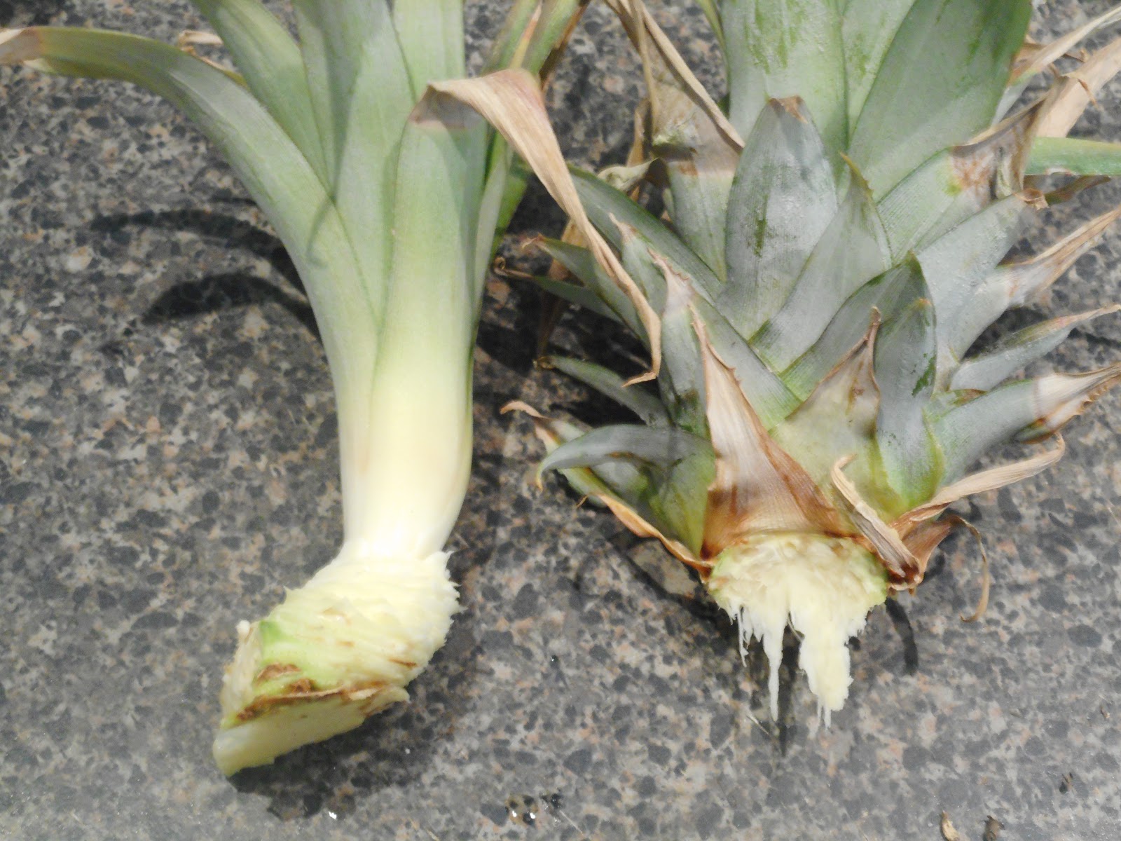 Gully Grove Propagating pineapples