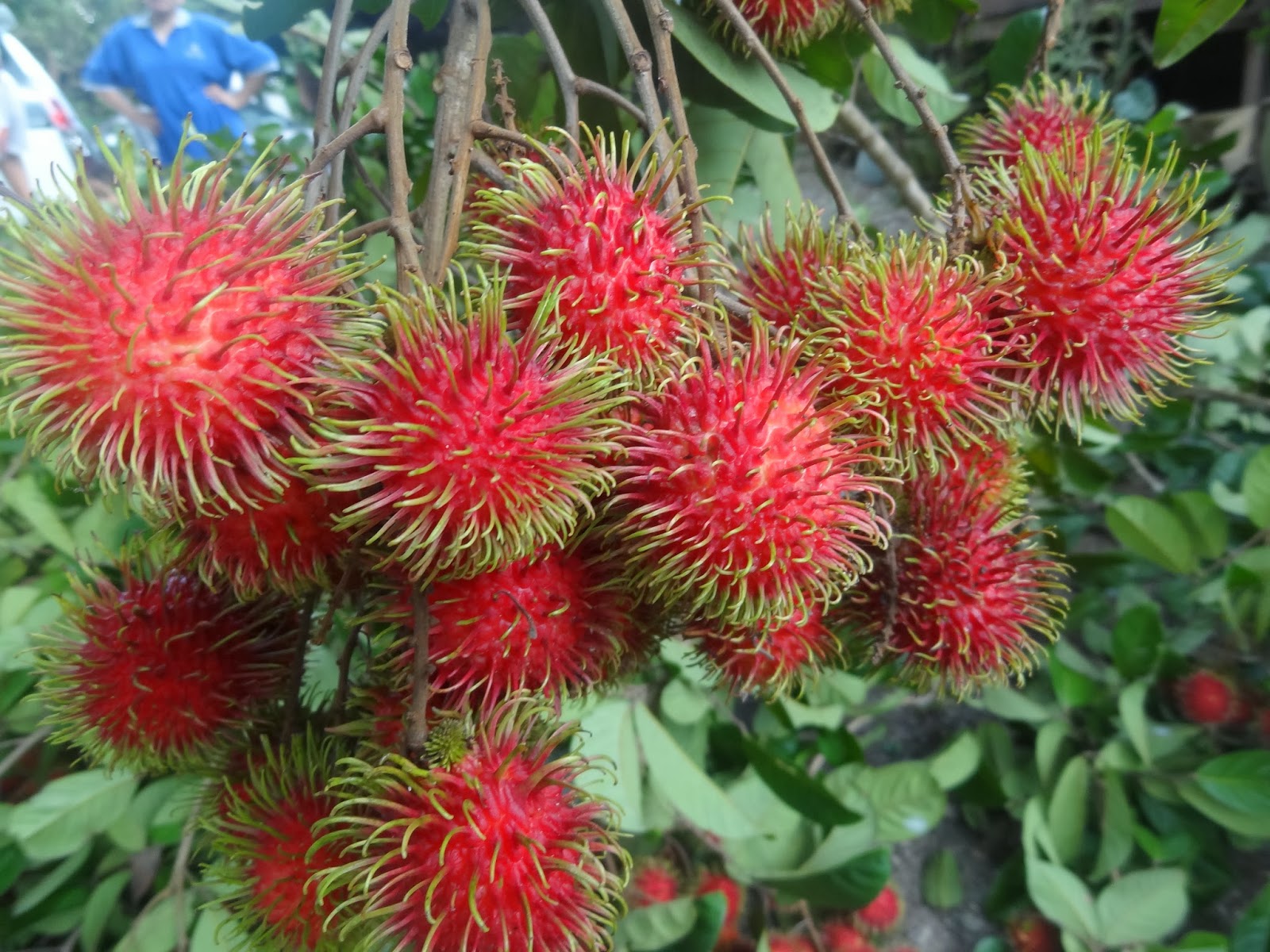 WARISAN NENEK: Musim Buah Di Kampung