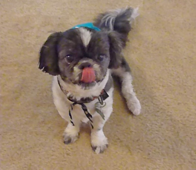 Lori's Pawzitive FX PetSitting/Daycare/Boarding Greater Lakeland