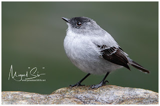 Torrent Tyrannulet (Serpophaga cinerea)