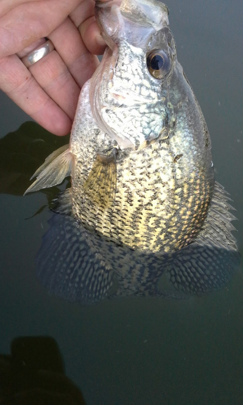 The Show Me Fly Guy Fishing With Tom on Lone Jack Lake