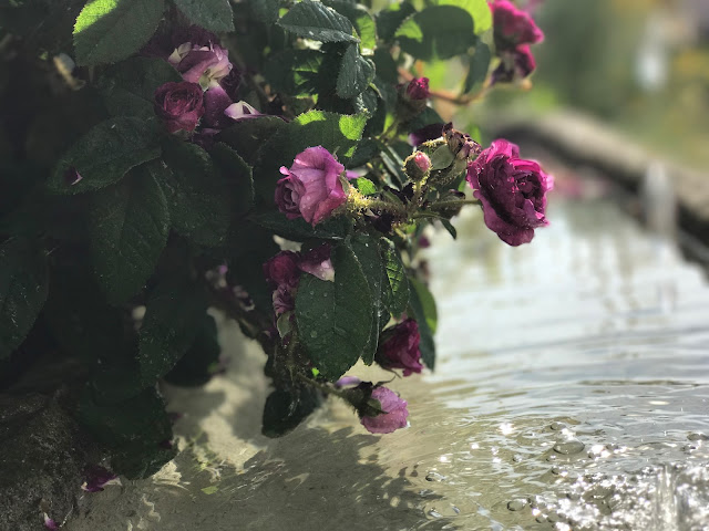 frisches Wasser gluckst aus dem Brunnen, die Rose freut es (c) by Joachim Wenk frisches Wasser gluckst aus dem Brunnen, die Rose freut es (c) by Joachim Wenk